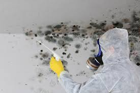 Best Mold Remediation for Vacation Homes  in Woodcreek, TX